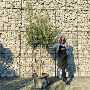 Italian Style Multi Stem Olive Trees