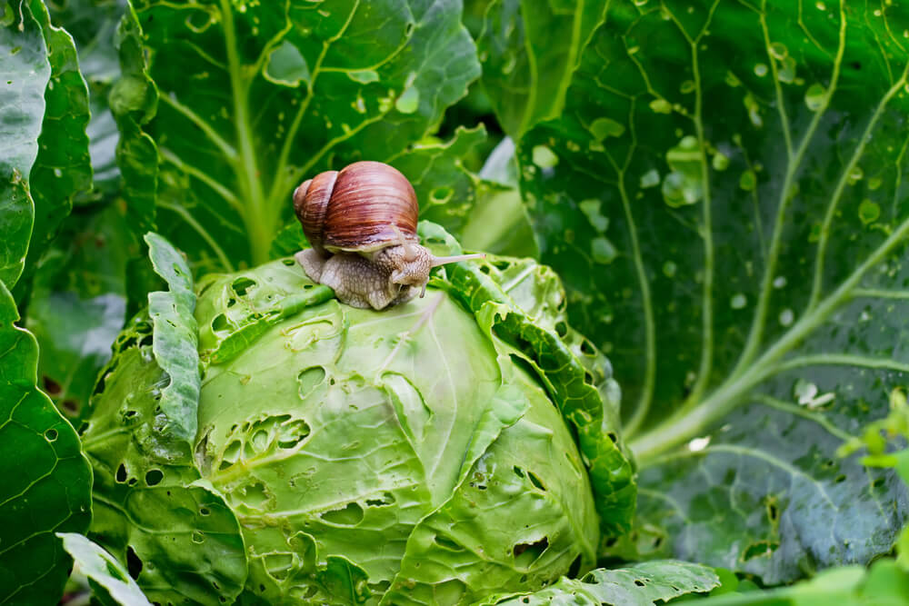 10 August Gardening Jobs You Must Complete - Garden snails