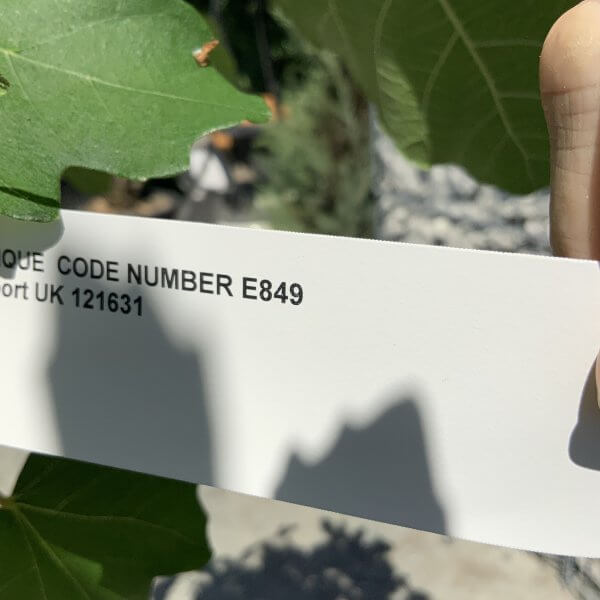 E849 Fig Tree (Ficus Carica) - IMG 8493 scaled