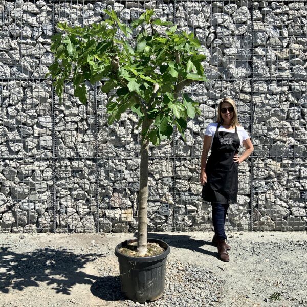 E849 Fig Tree (Ficus Carica) - IMG 8494 scaled