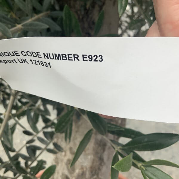 E923 Individual Gnarled Olive Tree (Patio Pot) - IMG 8904 scaled