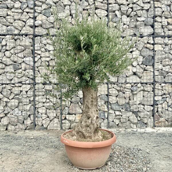 E923 Individual Gnarled Olive Tree (Patio Pot) - IMG 8906 scaled