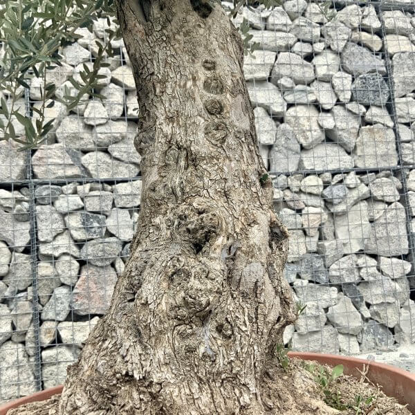 E923 Individual Gnarled Olive Tree (Patio Pot) - IMG 8907 scaled