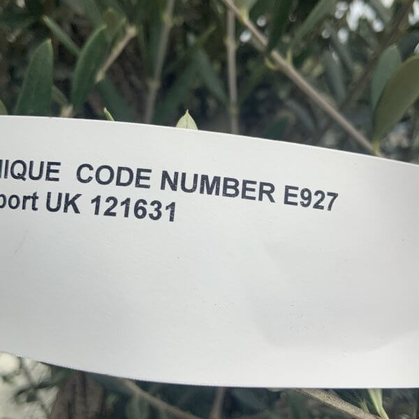 E927 Individual Gnarled Olive Tree (Patio Pot) - IMG 8919 scaled