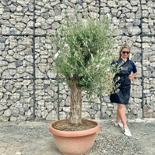 E927 Individual Gnarled Olive Tree (Patio Pot) - IMG 8920 scaled