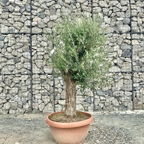 E927 Individual Gnarled Olive Tree (Patio Pot) - IMG 8921 scaled