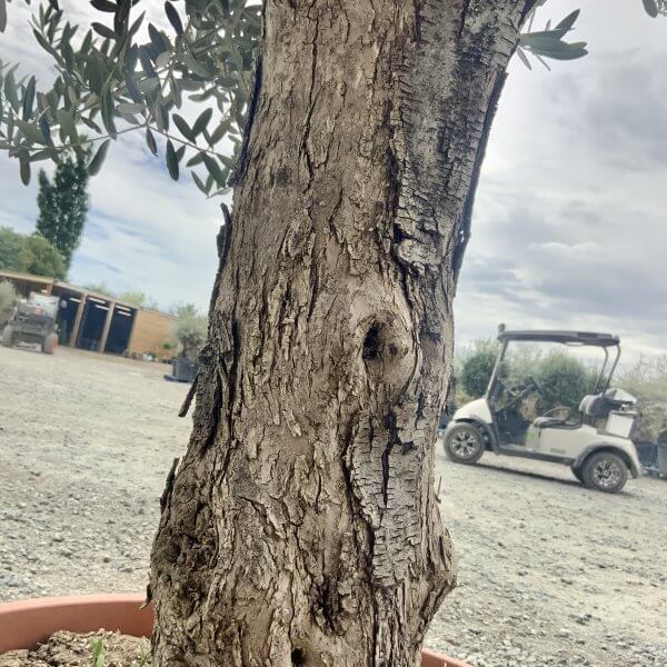 E927 Individual Gnarled Olive Tree (Patio Pot) - IMG 8922 scaled