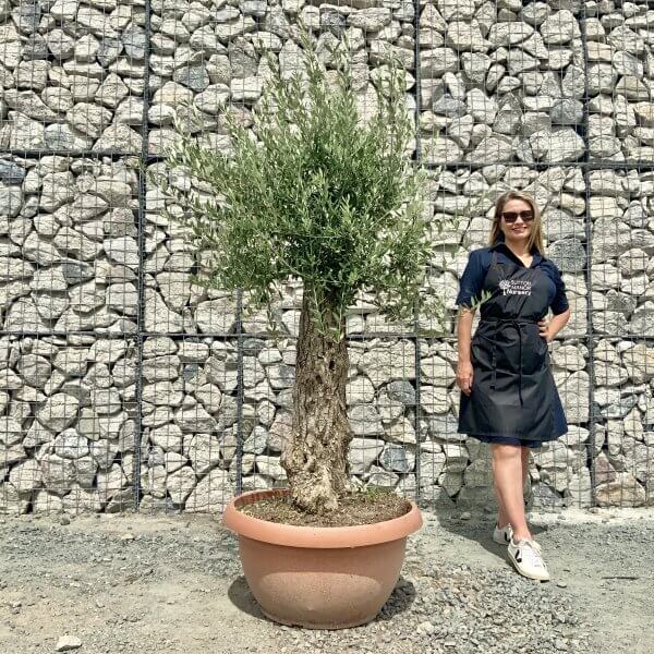 E933 Individual Gnarled Olive Tree (Patio Pot) - IMG 8944 scaled