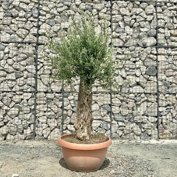 E933 Individual Gnarled Olive Tree (Patio Pot) - IMG 8945 scaled