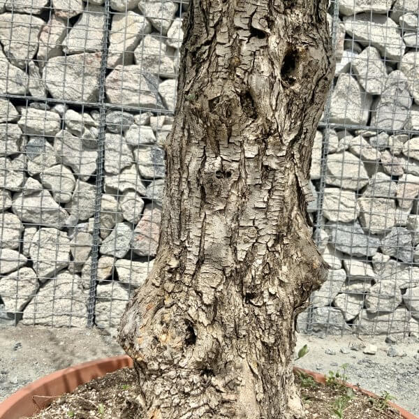 E933 Individual Gnarled Olive Tree (Patio Pot) - IMG 8946 scaled