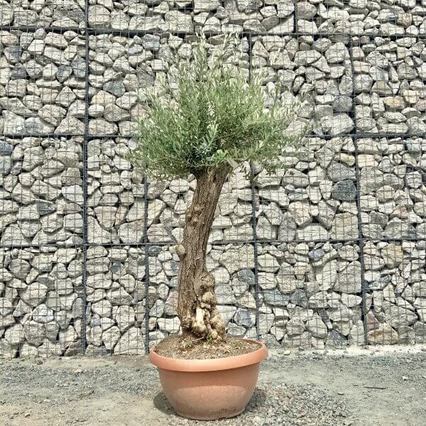 E936 Individual Gnarled Olive Tree (Patio Pot) - IMG 8957 scaled