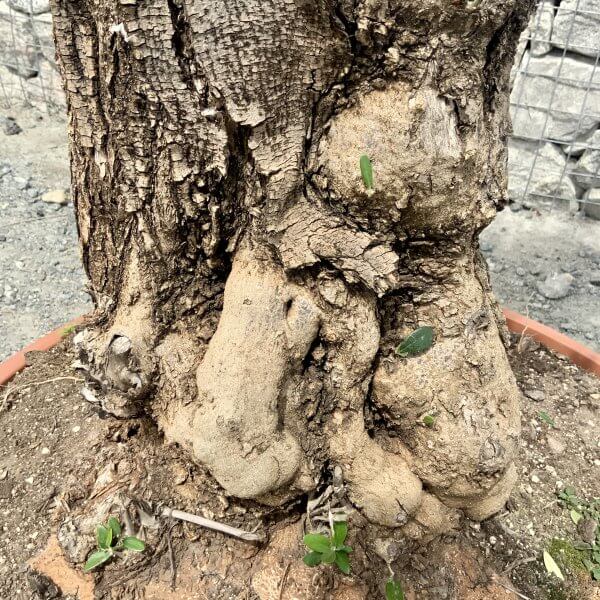 E936 Individual Gnarled Olive Tree (Patio Pot) - IMG 8958 scaled