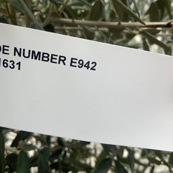 E942 Individual Gnarled Olive Tree (Patio Pot) - IMG 8979 scaled