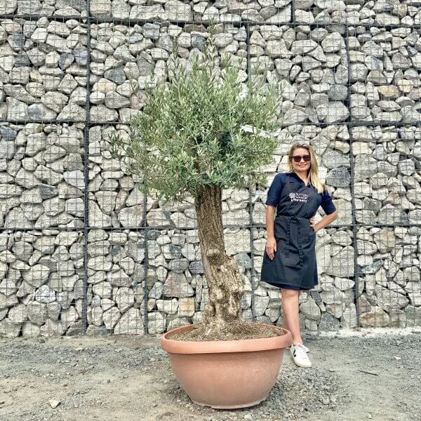 E942 Individual Gnarled Olive Tree (Patio Pot) - IMG 8980 scaled