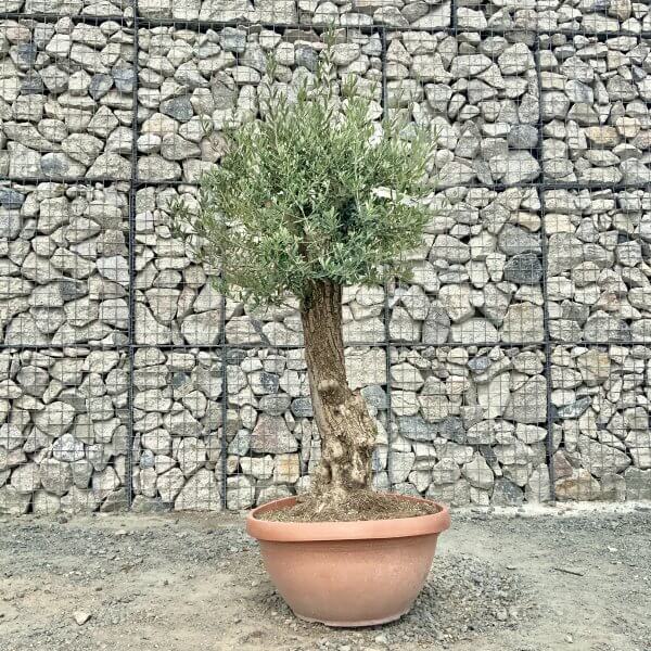 E942 Individual Gnarled Olive Tree (Patio Pot) - IMG 8981 scaled