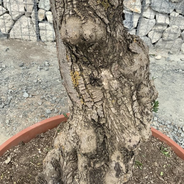 E942 Individual Gnarled Olive Tree (Patio Pot) - IMG 8982 scaled