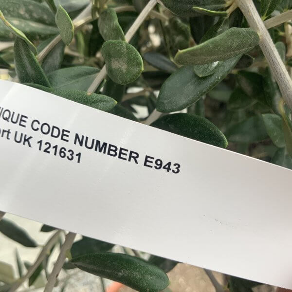E943 Individual Gnarled Olive Tree (Patio Pot) - IMG 8983 scaled