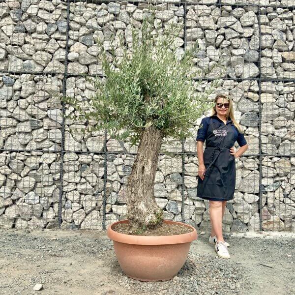 E943 Individual Gnarled Olive Tree (Patio Pot) - IMG 8985 scaled