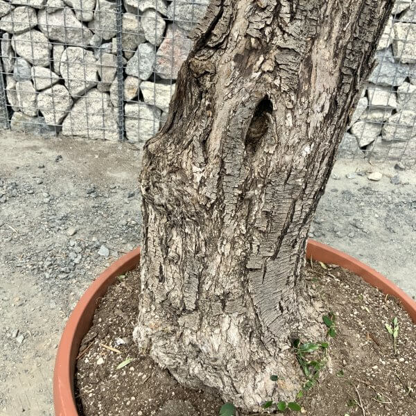 E943 Individual Gnarled Olive Tree (Patio Pot) - IMG 8987 scaled