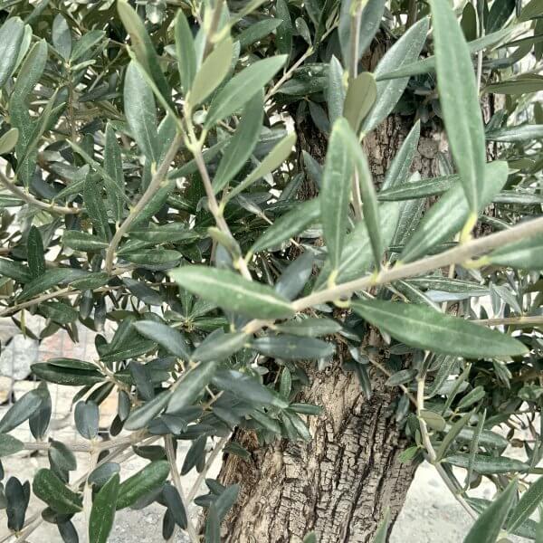 E943 Individual Gnarled Olive Tree (Patio Pot) - IMG 8988 scaled