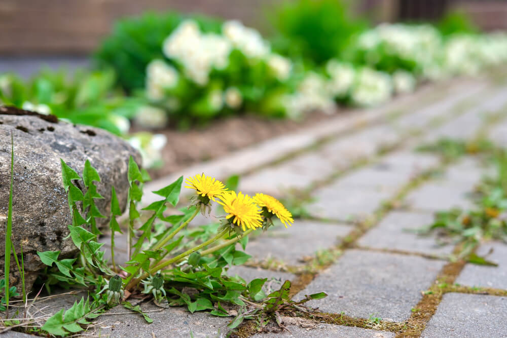 10 August Gardening Jobs You Must Complete - Paving crack weeds