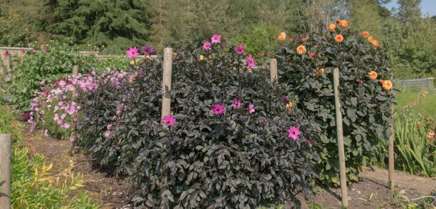 Top Ten Flowering Plants for Pots - Prop up border plants