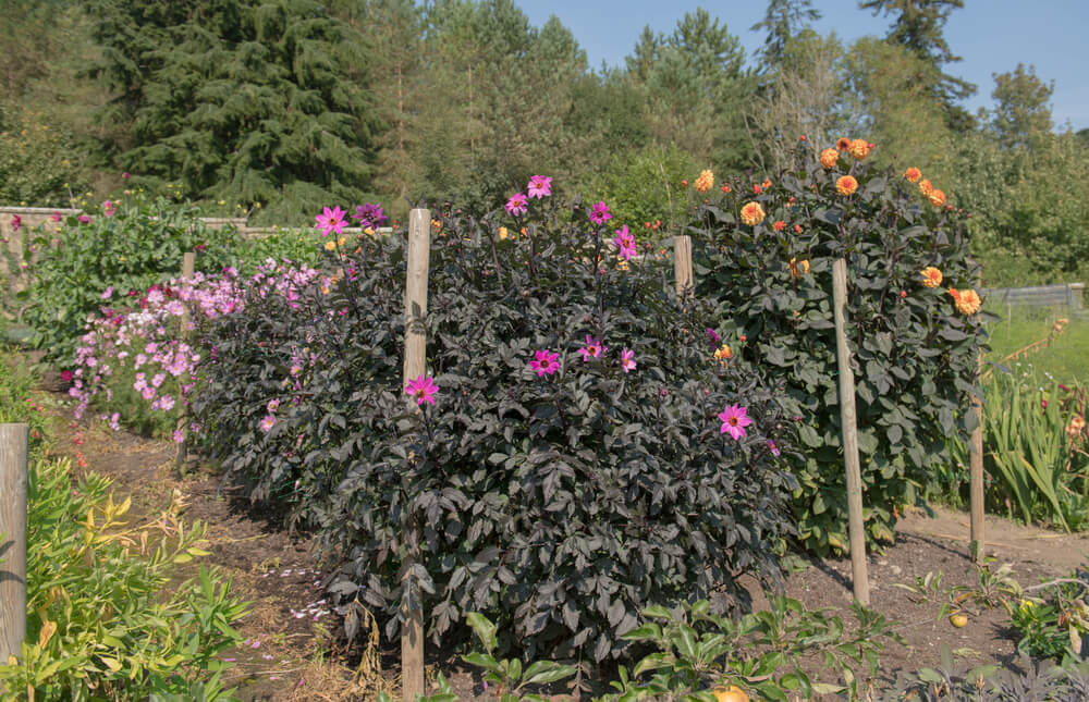 10 August Gardening Jobs You Must Complete - Prop up border plants 10 August Gardening Jobs You Must Complete - Prop up border plants