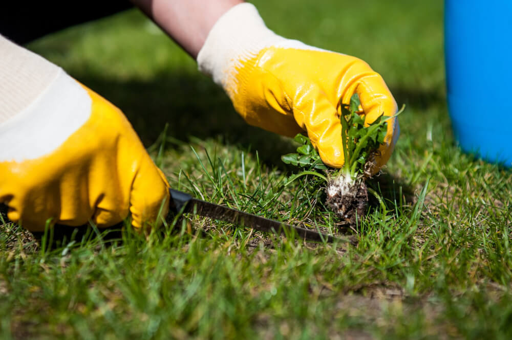 10 August Gardening Jobs You Must Complete - Remove lawn weeds scaled