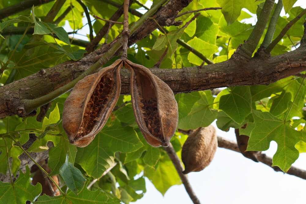 10 August Gardening Jobs You Must Complete - Seed pods 10 August Gardening Jobs You Must Complete - Seed pods