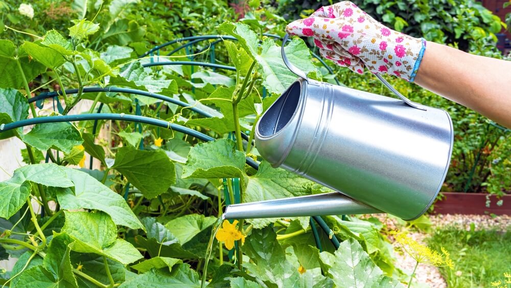 10 August Gardening Jobs You Must Complete - hydrated plants 2
