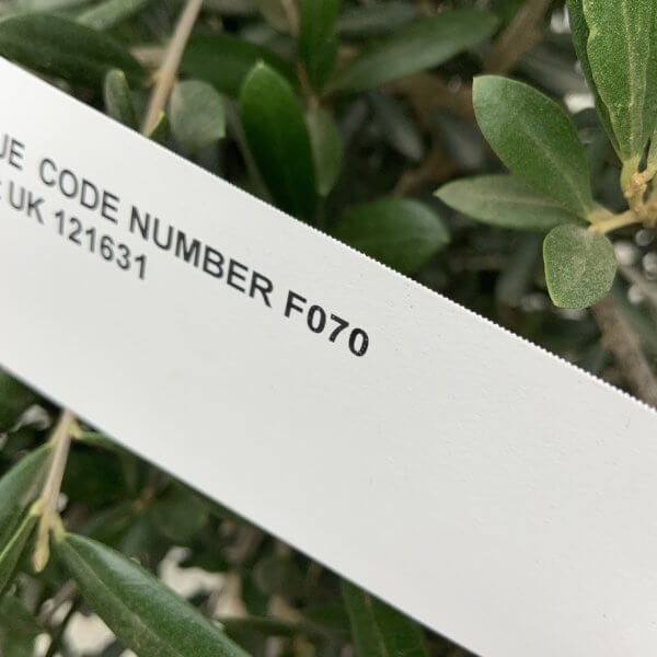 F070 Individual Multistem Olive Tree XXL (Super Chunky) - 02A17D6D D2B3 4081 8848 69E88E7D9882 1 105 c