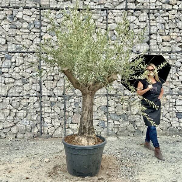 Buy Olive Trees UK For Sale Online Wide Range