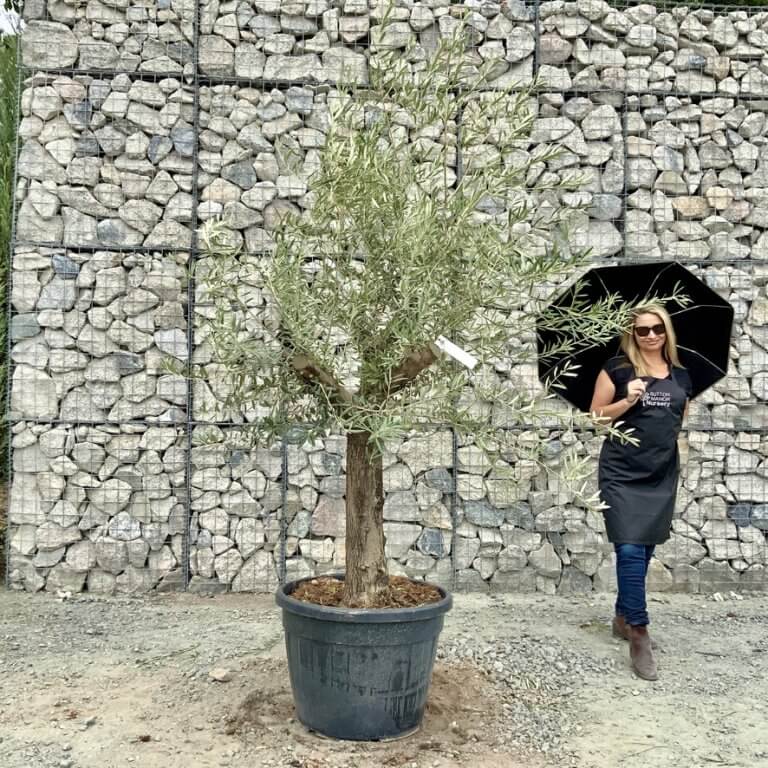 Buy Olive Trees UK For Sale Online Wide Range