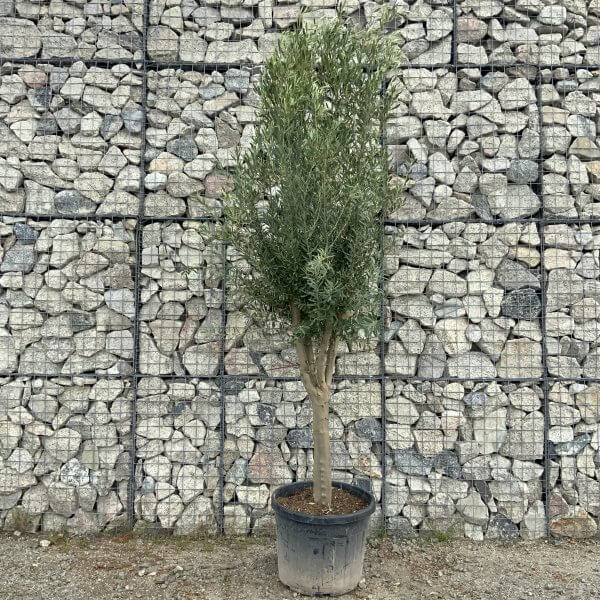 Tuscan Olive Tree Multi Thick Stem Tall 2.50-2.70M (Full Natural Crown!) - 15B73A3F 4F7A 4B98 83A4 BC3E039266E9 scaled