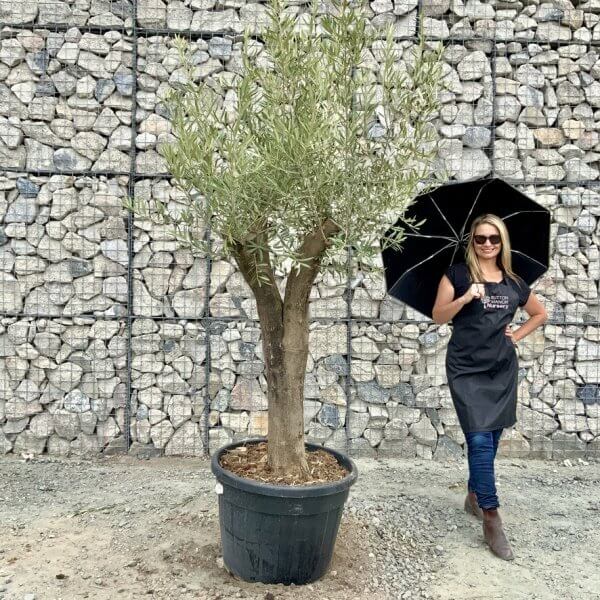 Buy Olive Trees UK For Sale Online Wide Range