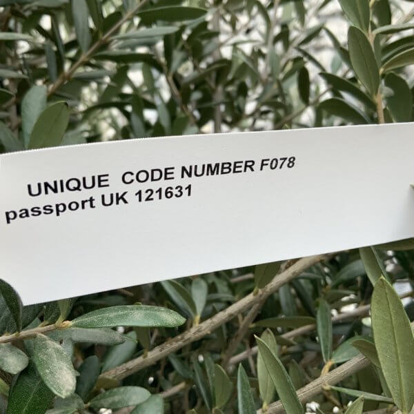 F078 Individual Multistem Olive Tree XXL (Super Chunky) - 2242DD1C 61C4 4978 A43A E1CD3FC0A282 1 105 c