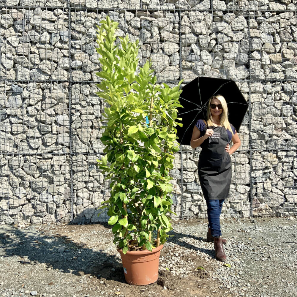 Buy Citrus Trees UK For Sale Online Wide Variety