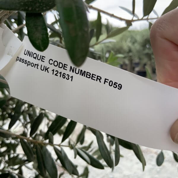 F059 Individual Multistem Olive Tree XXL (Super Chunky) - 34145089 EE5E 4A35 8AF7 BA33F8CF1D4C 1 105 c