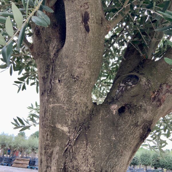 F063 Individual Multistem Olive Tree XXL (Super Chunky) - 4B2D4C65 C82B 42C7 BCA2 114625A97FC0 1 105 c