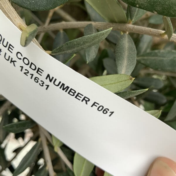 F061 Individual Multistem Olive Tree XXL (Super Chunky) - 56135DD6 A443 4A22 B7EB 86B35CF25045 1 105 c