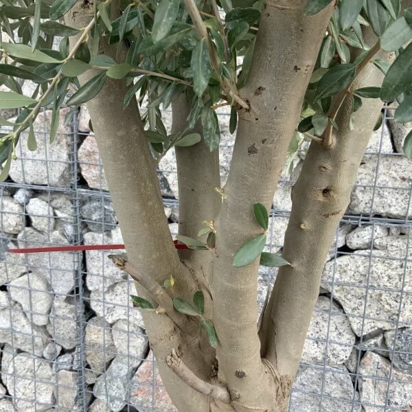 Tuscan Olive Tree Multi Thick Stem Tall 2.50-2.70M (Full Natural Crown!) - 5F30875C 8251 423F B0B0 5C6F0E432DF3 scaled