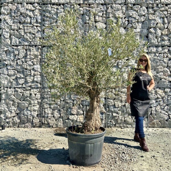 F130 Individual Gnarled Olive Tree - 6D8883CD EDED 40E5 92E6 14D9A43546D7 1 105 c
