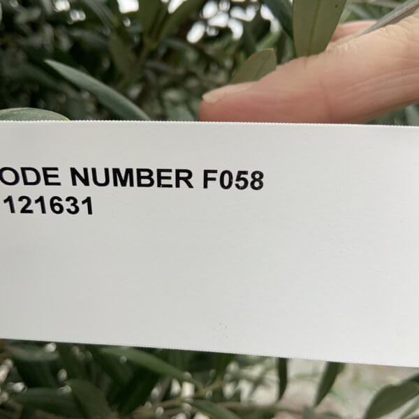 F058 Individual Multistem Olive Tree XXL (Super Chunky) - 756B4F75 63DE 42E6 9CEE DAF18B0E4346 1 105 c