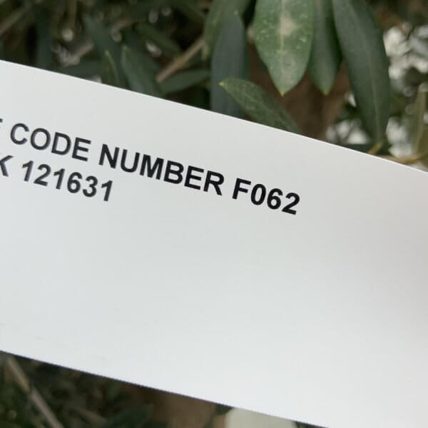 F062 Individual Multistem Olive Tree XXL (Super Chunky) - 772AD7C1 A338 471D 9CAC 4D314E8DF307 1 105 c