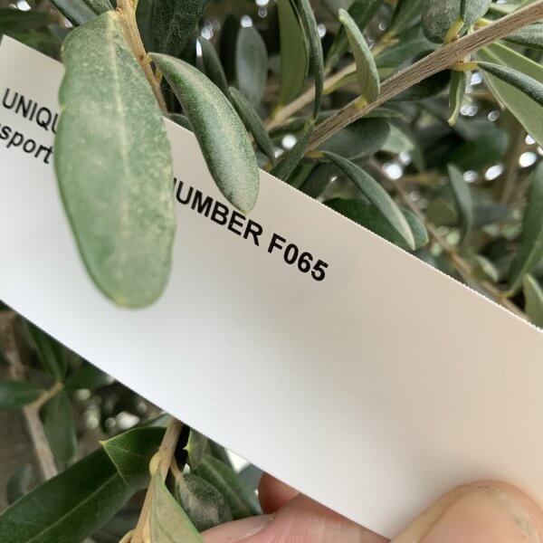 F065 Individual Multistem Olive Tree XXL (Super Chunky) - 84F24243 6822 4287 B7BE 6EF7BCD7B605 1 105 c