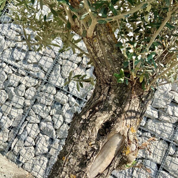 F135 Individual Gnarled Olive Tree - 927FABF1 7267 4025 AECD FA900D639DD4 1 105 c