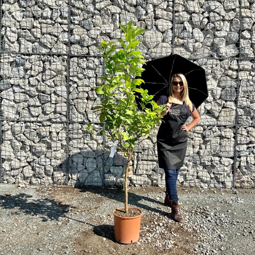 Buy Citrus Trees UK For Sale Online Wide Variety