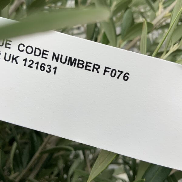 F076 Individual Multistem Olive Tree XXL (Super Chunky) - 9C7E4D43 3DEE 4220 B3DD 5C467F0E616B 1 105 c