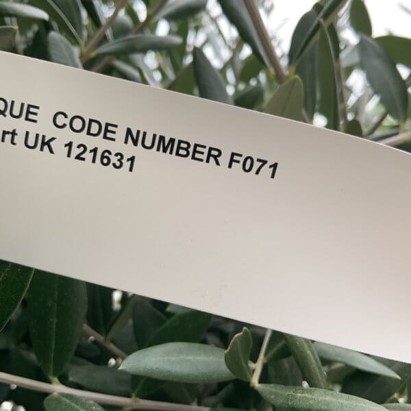 F071 Individual Multistem Olive Tree XXL (Super Chunky) - A025884F A407 47EC B78B BF9E9D3C23E6 1 105 c