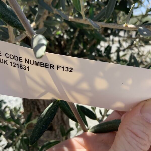 F132 Individual Gnarled Olive Tree - A3F8A989 5B33 471A 83B5 C60312D9CFD6 1 105 c